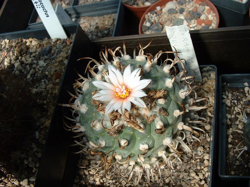 Turbinicarpus polaskii_1.JPG